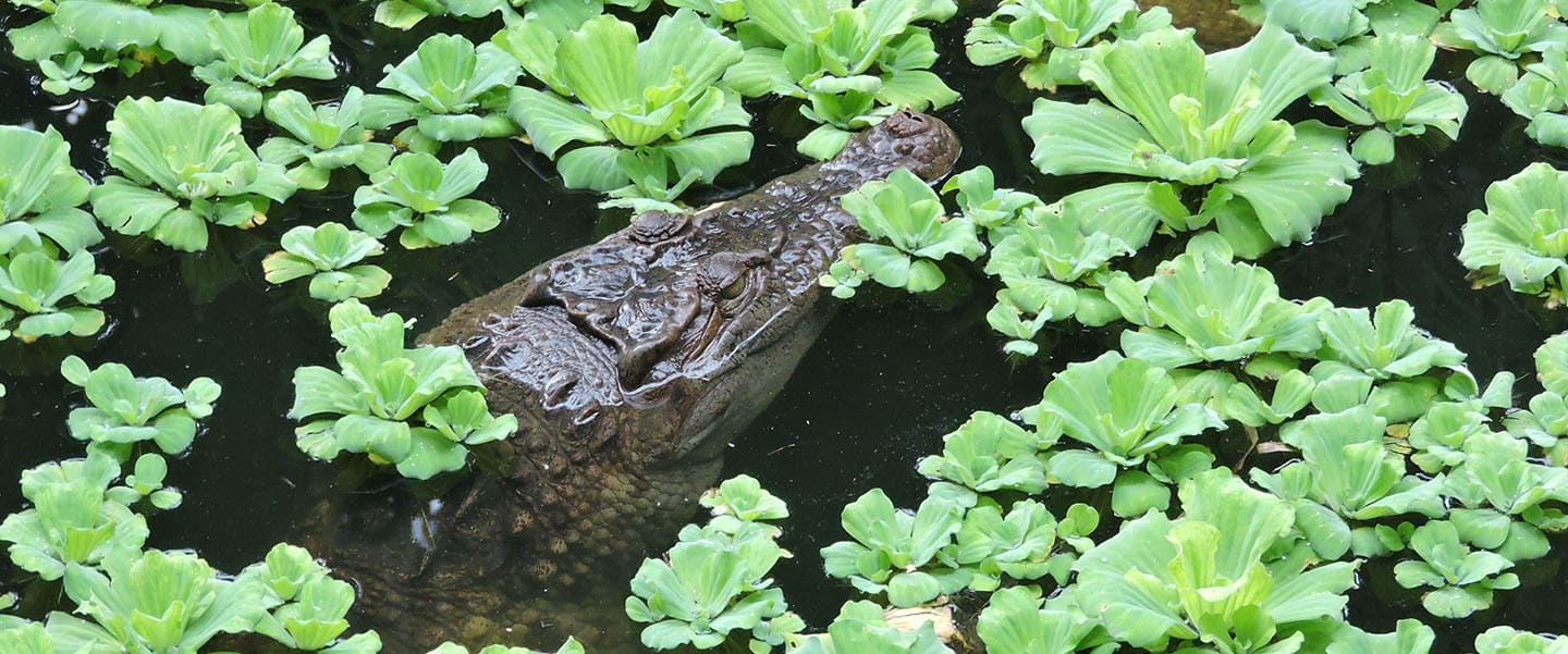 A crocodile success story (in pictures)