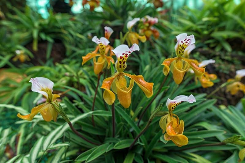 The glass slipper of the greenhouse: what is the cost of the orchid trade?