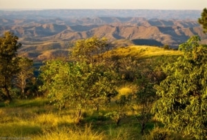 Brazilian Cerrado Savanna