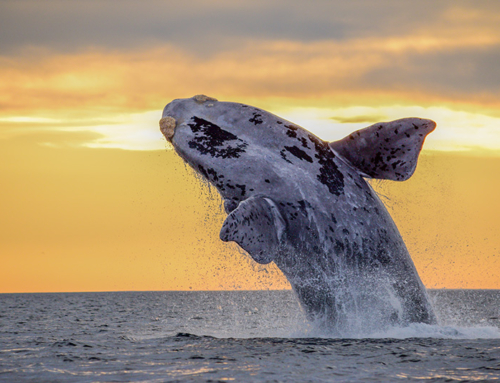 A victory for our ocean, 20 years in the making