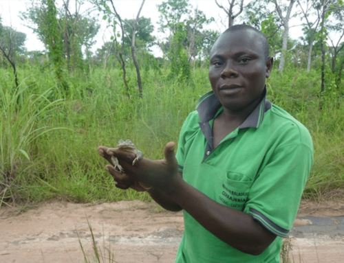 In it for the long haul: Saving the giant squeaker frog