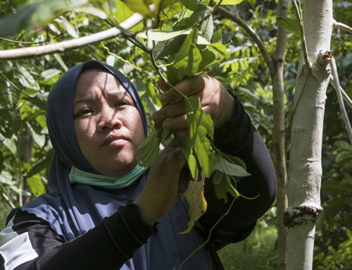 In it for the long haul: Bringing biodiversity to oil-palm country